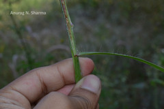 Pennisetum pedicellatum